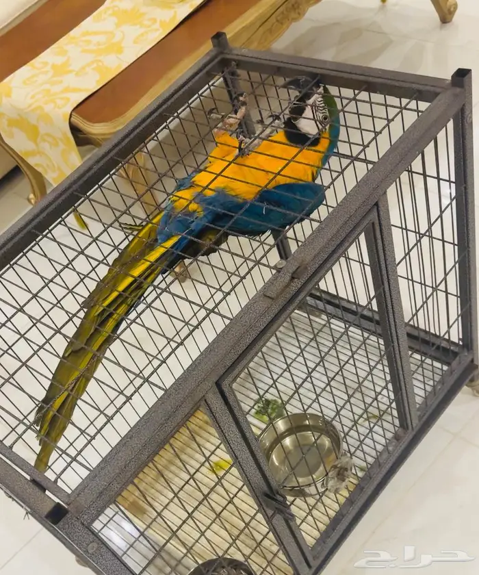 انثى مكاو بلو اندقولد للانتاج 0