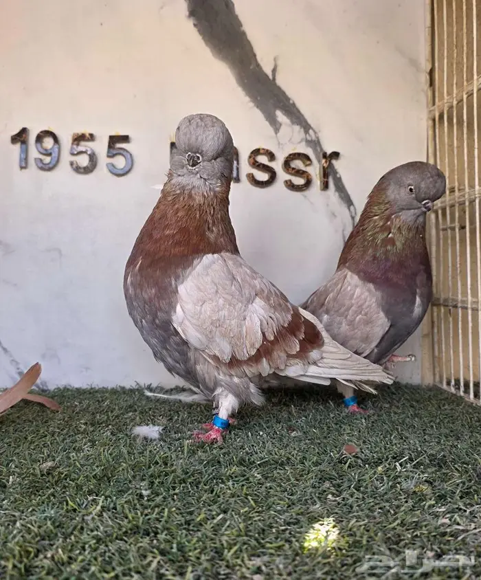 زوج لونق كلين مستوى بطل 1