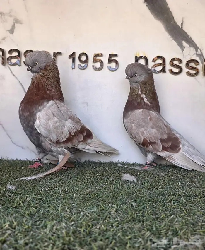 زوج لونق كلين مستوى بطل 6