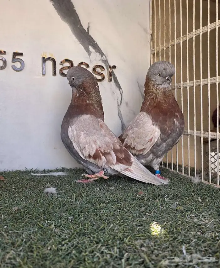 زوج لونق كلين مستوى بطل 7