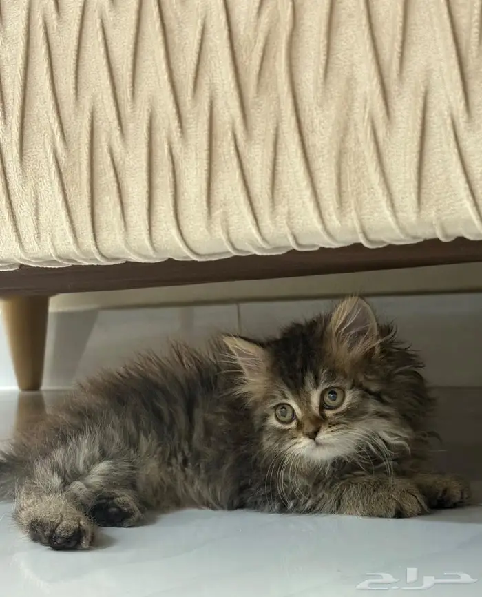 قط للبيع 0