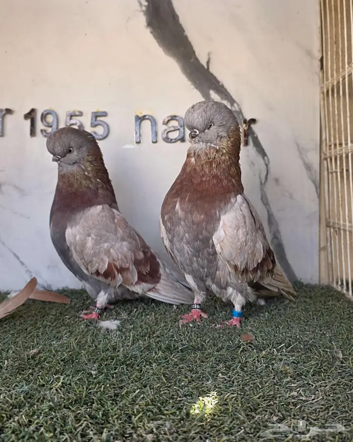 زوج لونق كلين مستوى بطل 5