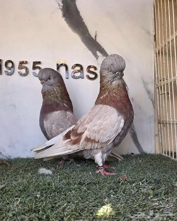 زوج لونق كلين مستوى بطل 0