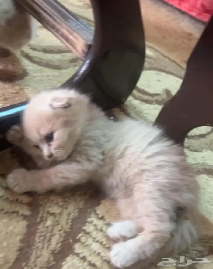 قطط سكوتش للبيع 0