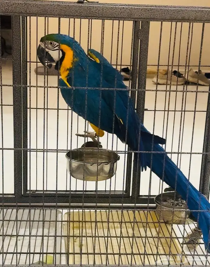 انثى مكاو بلو اندقولد للانتاج 3