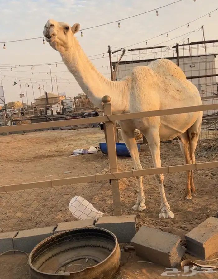 لقحه وضحى ثنو ملاقي 0