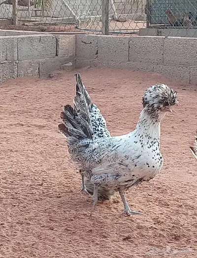 دجاج بولش بياض index