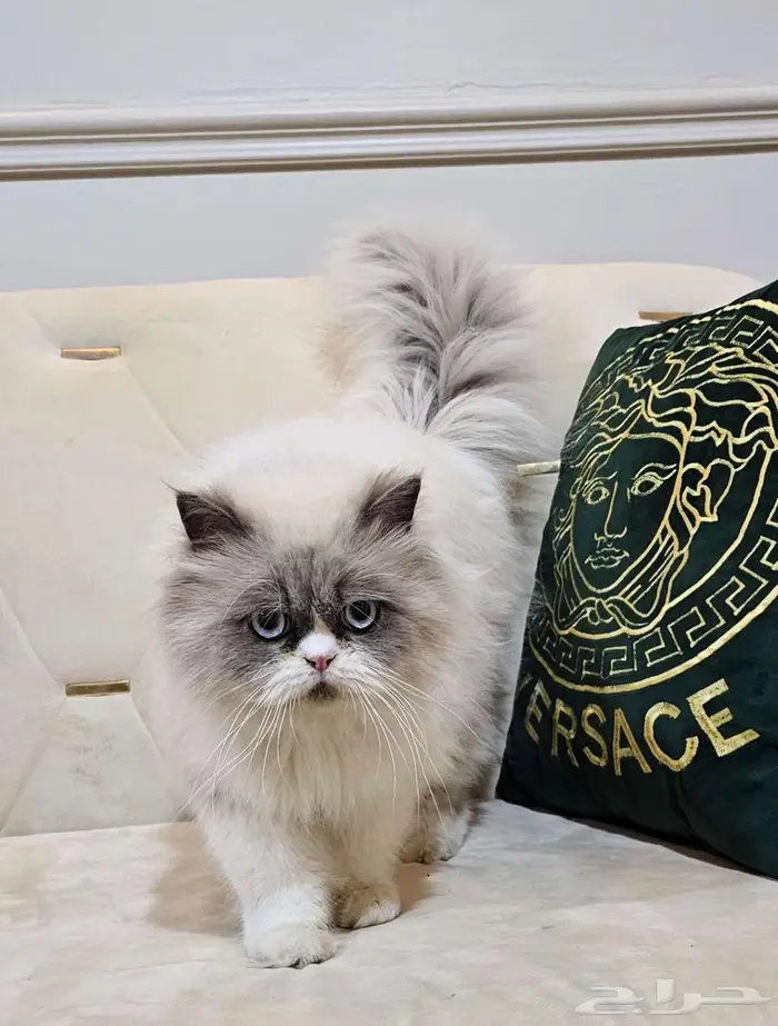 قط للتزاوج 1