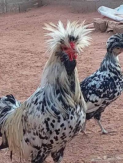 دجاج بولش بياض index