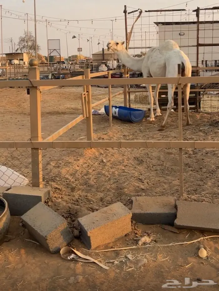 لقحه وضحى ثنو ملاقي 7