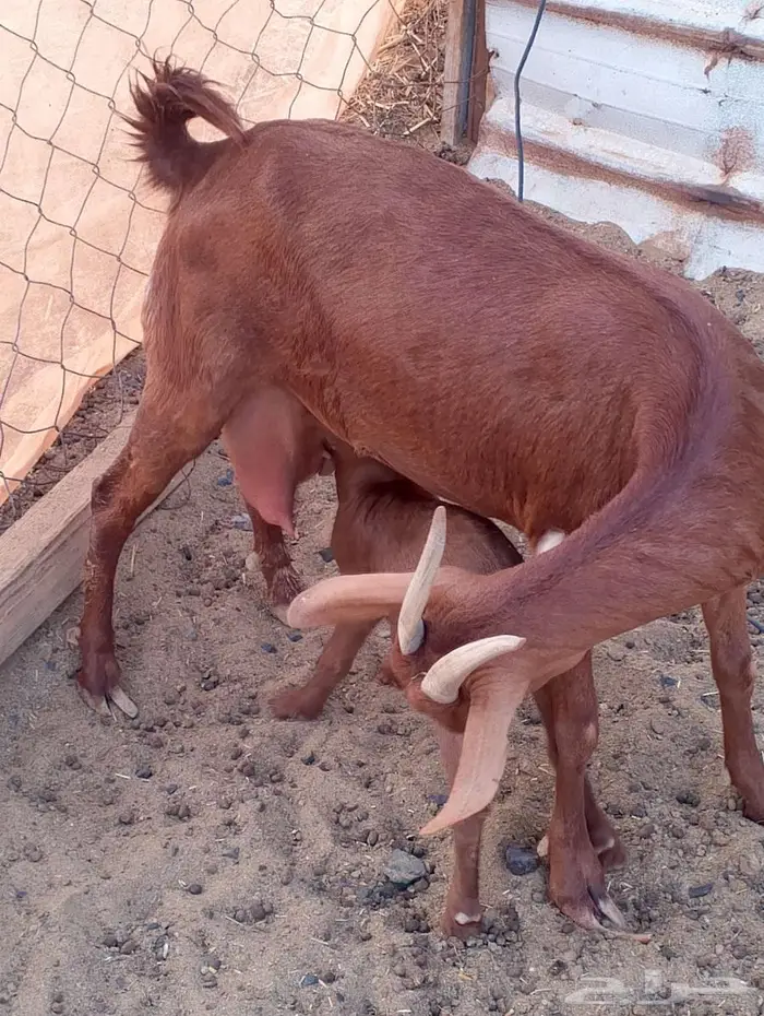 ماعز محيالي وبيشي 0