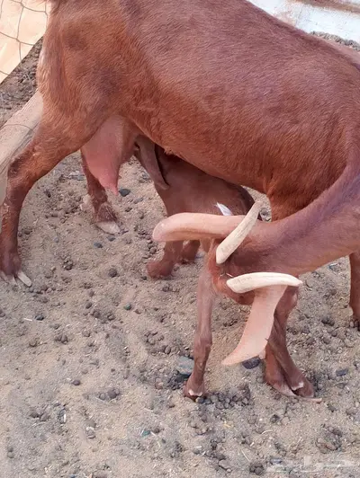 ماعز محيالي وبيشي index