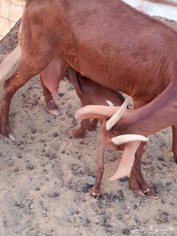 ماعز محيالي وبيشي 5