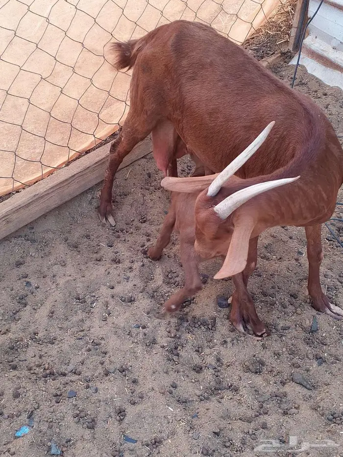 ماعز محيالي وبيشي 1