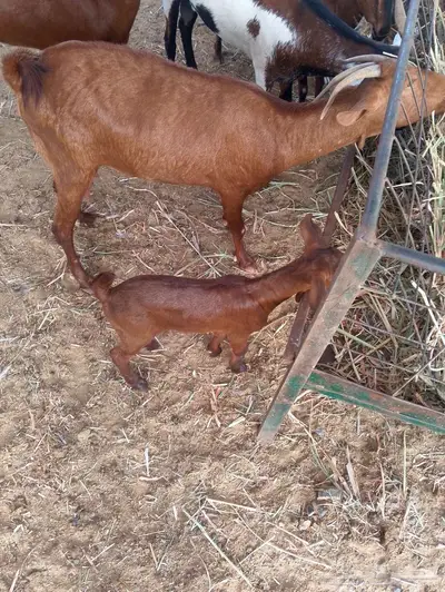 ماعز محيالي وبيشي index