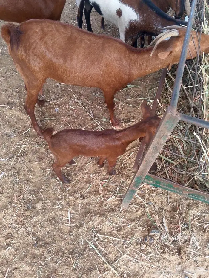 ماعز محيالي وبيشي 2