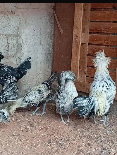 دجاج بولش بياض index