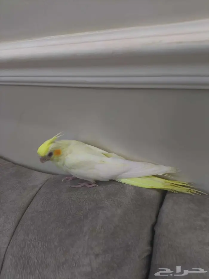 فرخ كروان القنفذة 1