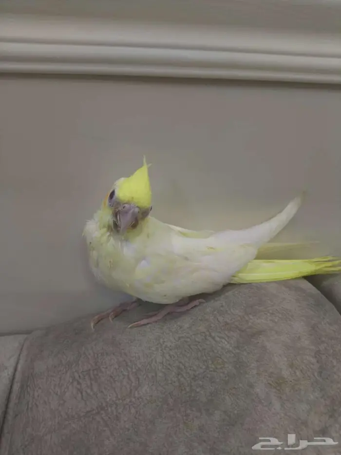 فرخ كروان القنفذة 0