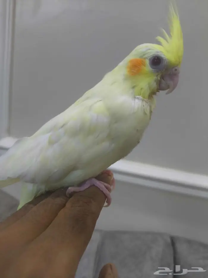 فرخ كروان القنفذة 2