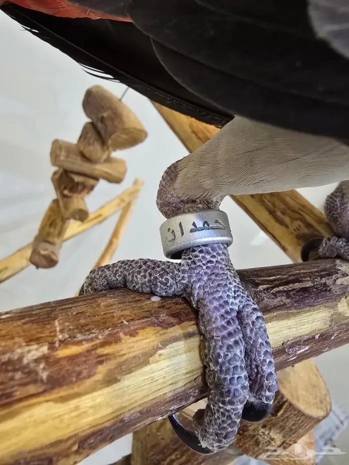 فرخ كاسكو انتاج محلي 2