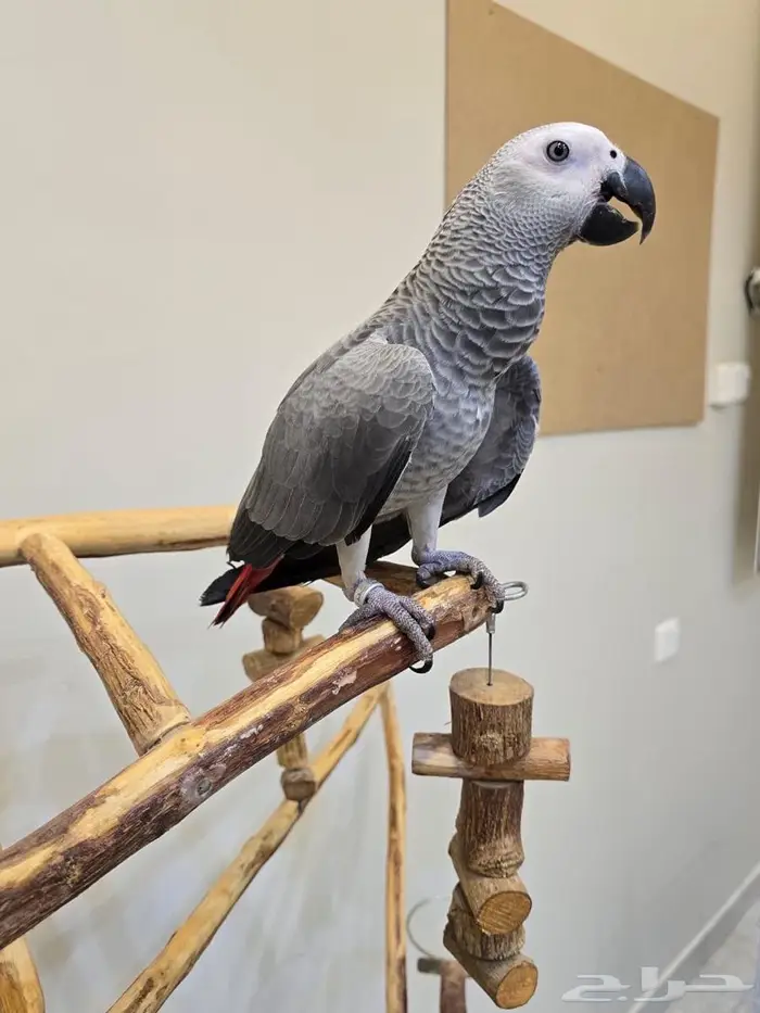 فرخ كاسكو انتاج محلي 0