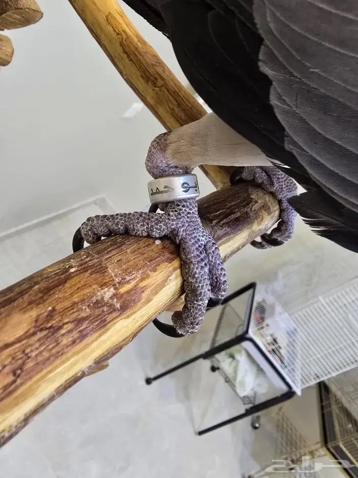 فرخ كاسكو انتاج محلي 1