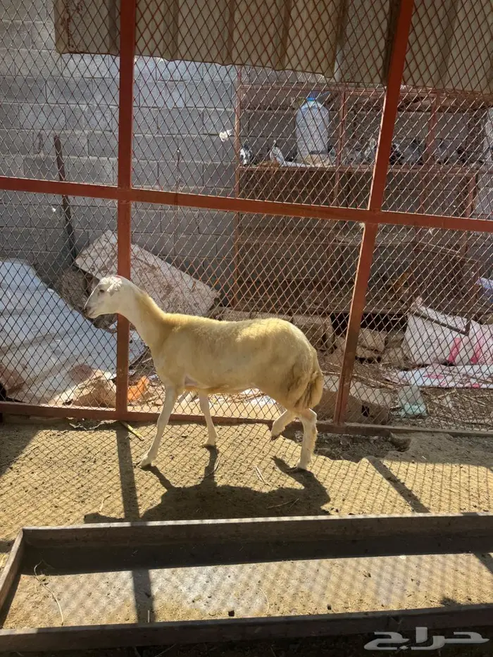 رخل بلدي فاخره 0