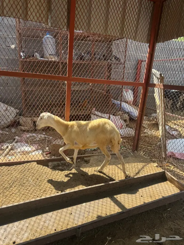 رخل بلدي فاخره 2