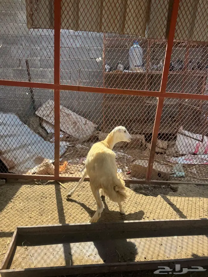 رخل بلدي فاخره 1