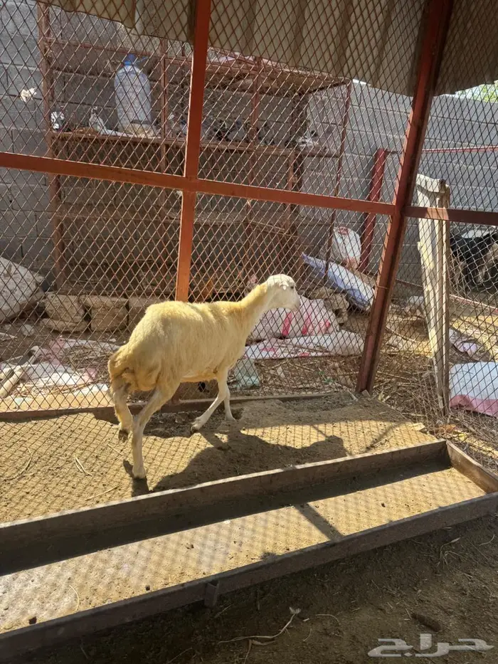 رخل بلدي فاخره 3