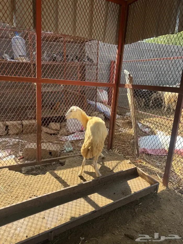 رخل بلدي فاخره 5