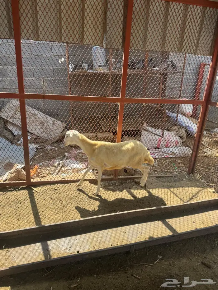 رخل بلدي فاخره 6