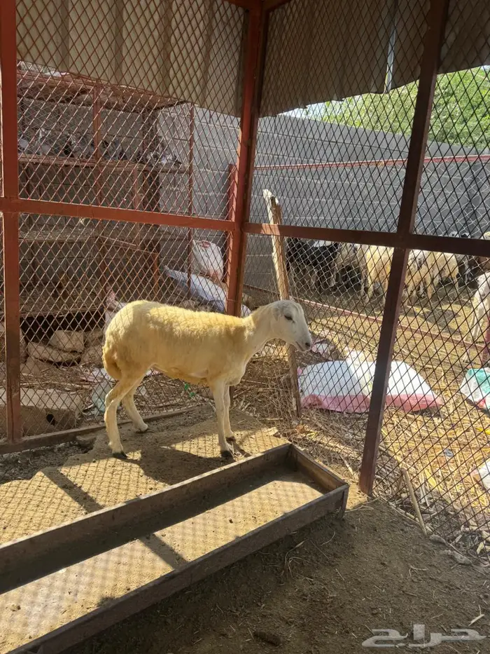 رخل بلدي فاخره 7