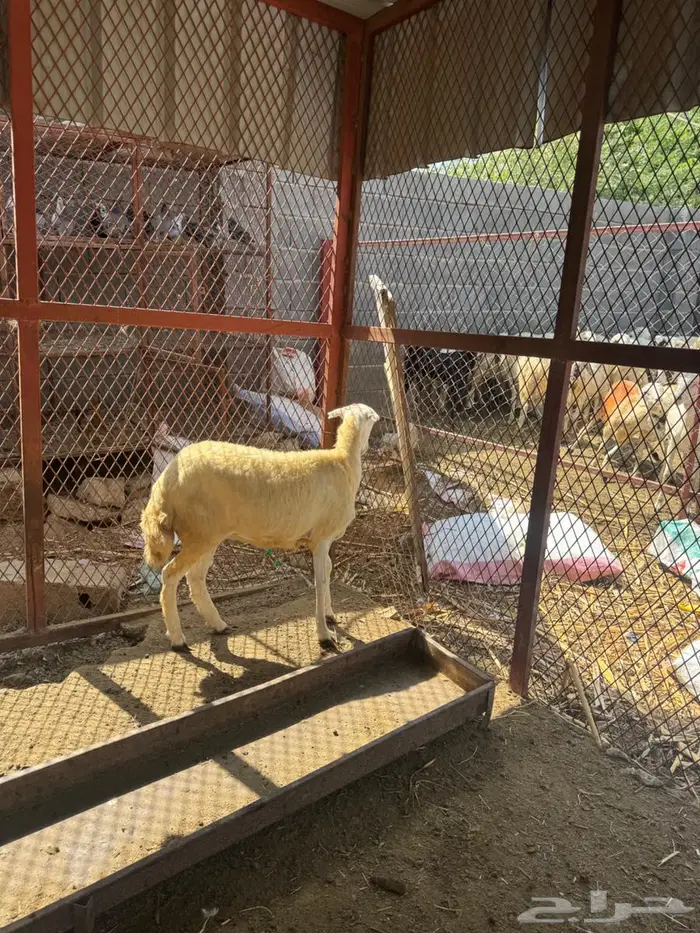 رخل بلدي فاخره 8