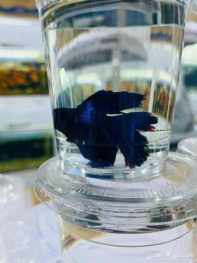 اسماك زينة جملة index