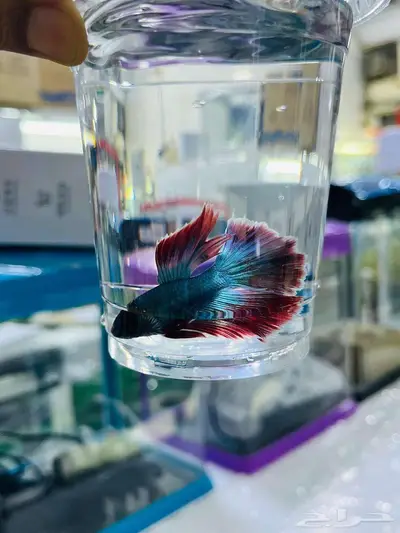 اسماك زينة جملة index