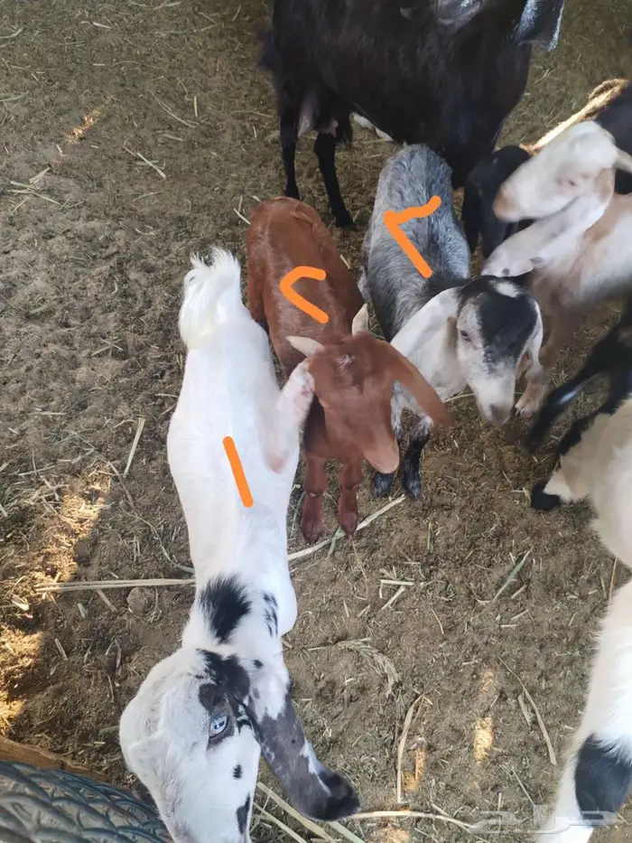 تيوس ذبايح 0