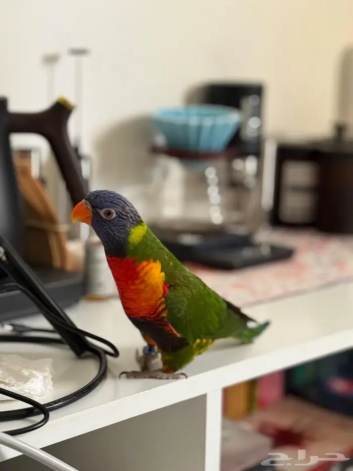 انثى لوري للبيع 0