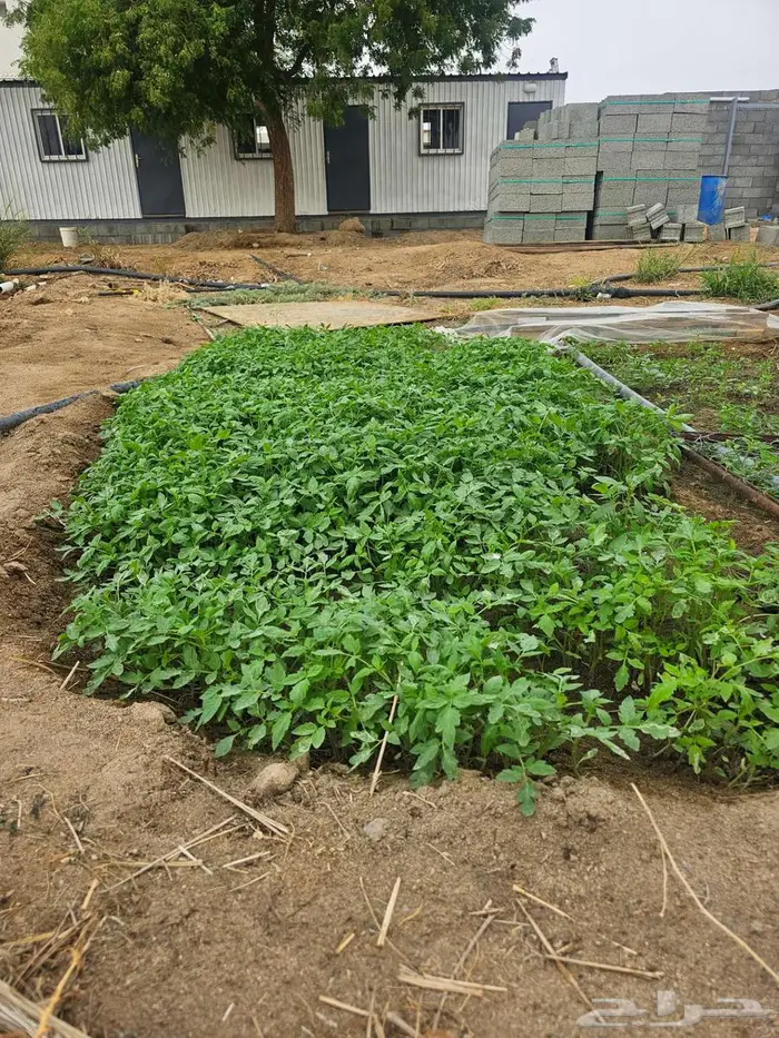 شتل بندورة 0