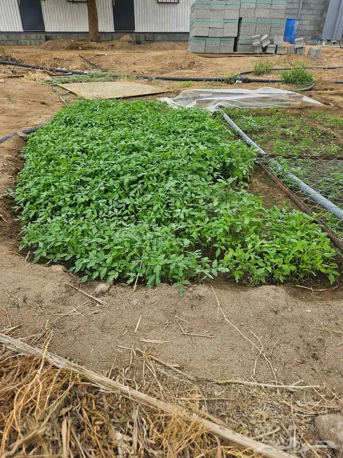 شتل بندورة 1