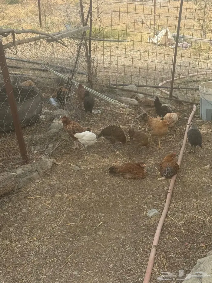 20 حبه دجاج من 20 ريال الاطاوله 0