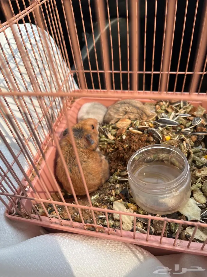 هامستر العدد6 للبيع 0