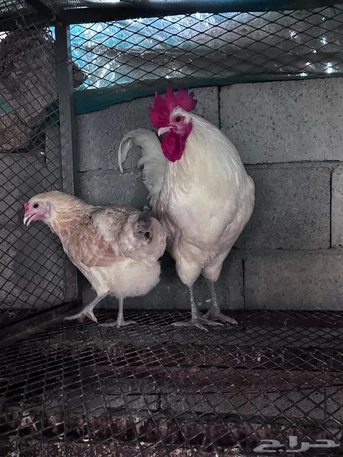 دجاج بيض اخضر توب- الباحة 0