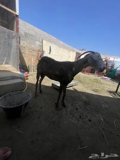 عنز للبيع index