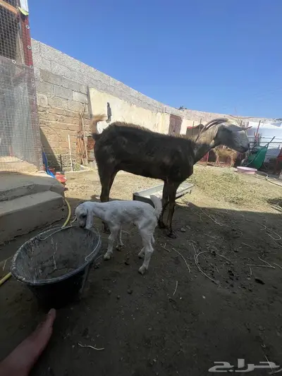 عنز للبيع index