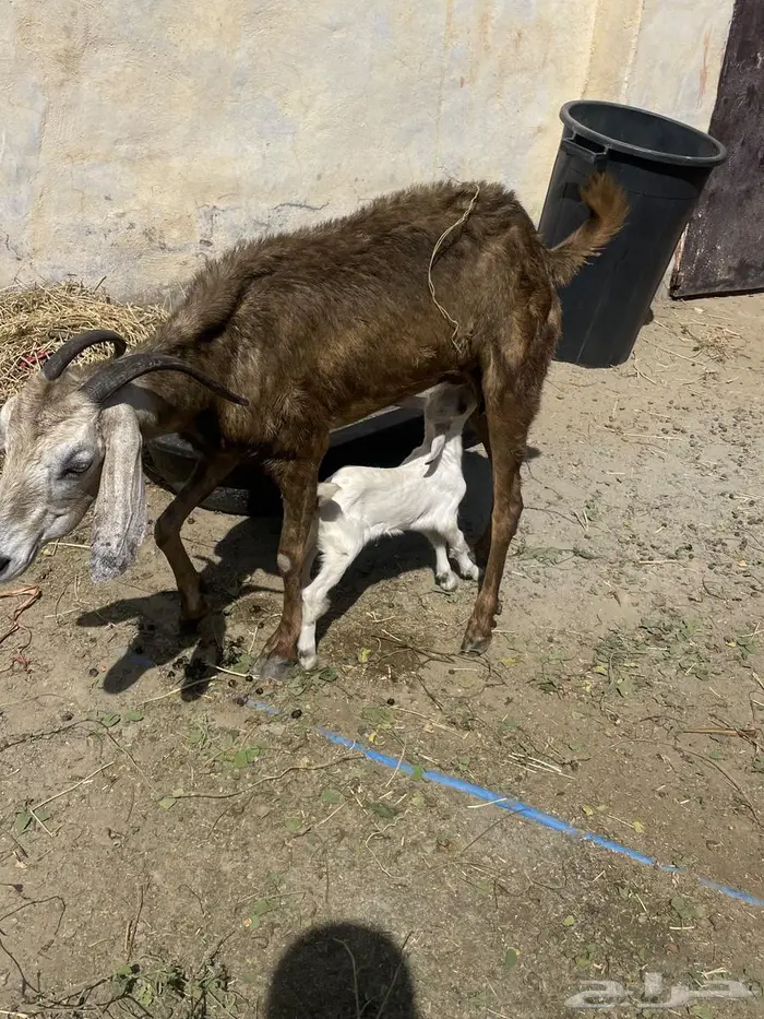 عنز للبيع 3