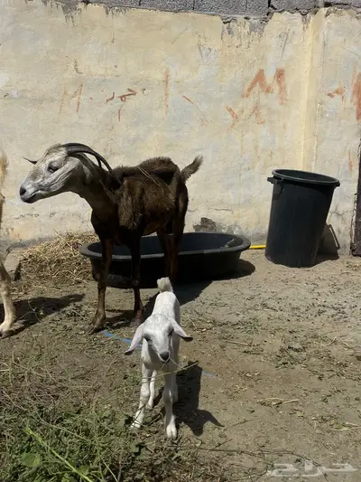 عنز للبيع index