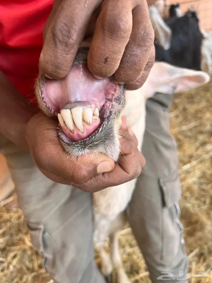 شياه متابيع طيبه 1