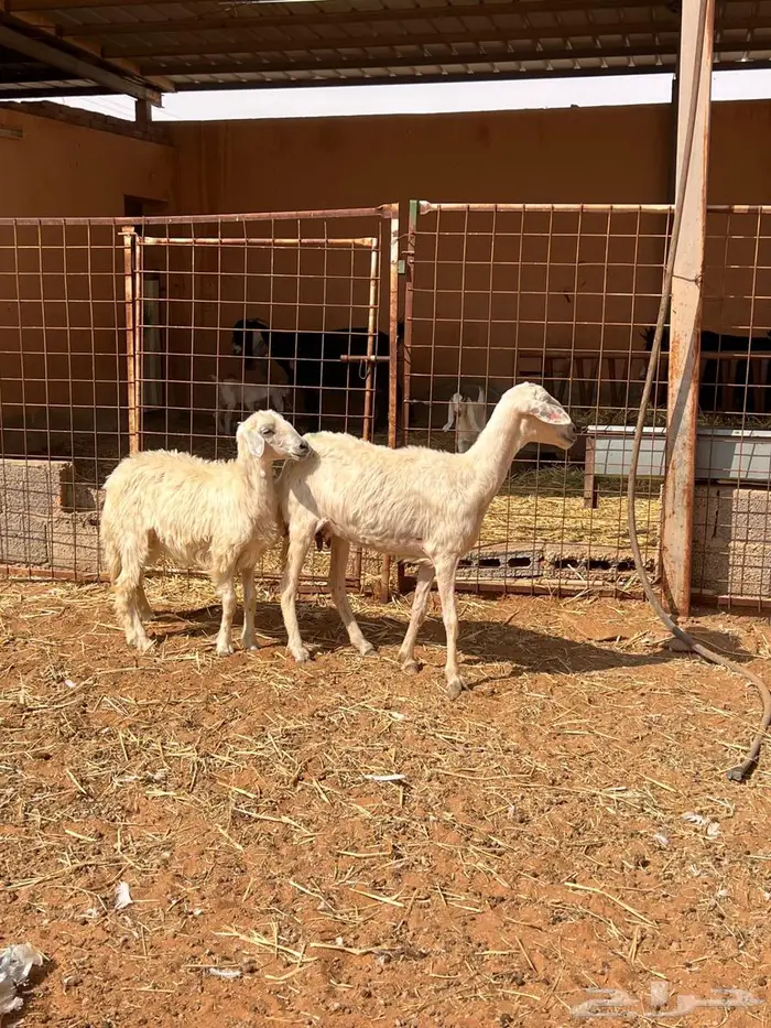 شياه متابيع طيبه 2